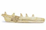 Mosasaur (Halisaurus) Jaw Section with Five Teeth - Morocco #260365-1